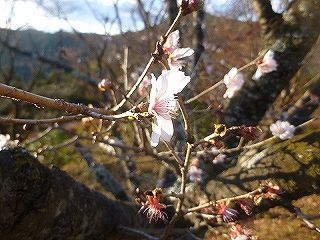 冬桜の花びら