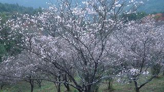 桜山公園の桜