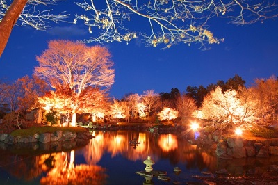 池の周囲に咲く冬桜のライトアップ