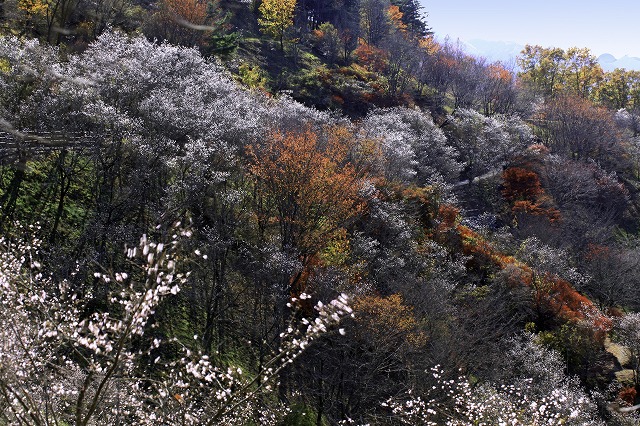 紅葉した木々と桜