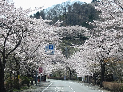 道両に沿って咲く桜