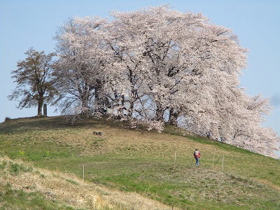 白石稲荷山古墳の桜