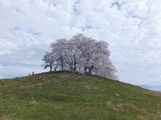 古墳の頂上に咲く2本の桜の木