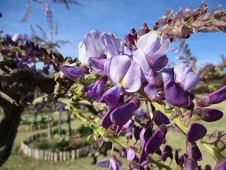 見頃を迎えたふじの咲く丘の藤の花