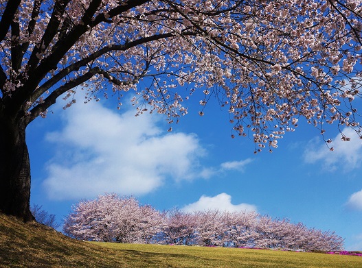 ふじの咲く丘の桜