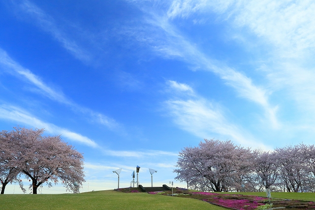 遠目に見た青空と桜の木