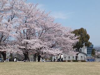 見頃を迎えたふじの咲く丘の桜