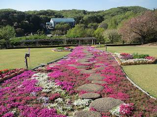 芝生の中に延びる芝桜の歩道