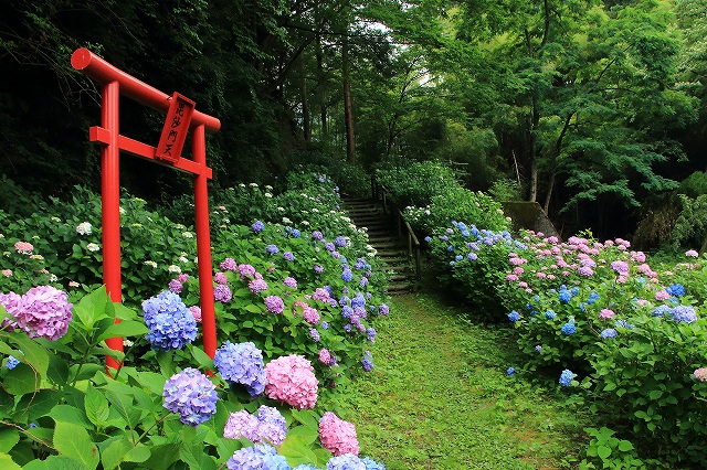 八塩あじさいの里のあじさい