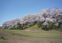 七輿山古墳の桜