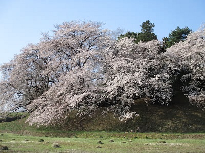 古墳の丘陵に咲く桜