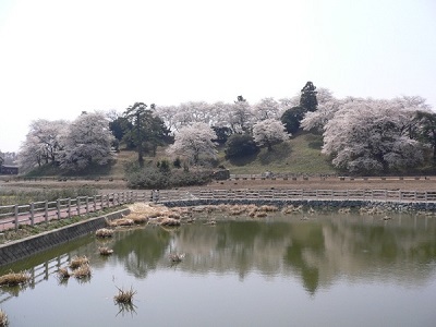 遠目から見た古墳と満開の桜