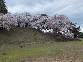 古墳の丘陵に咲く桜