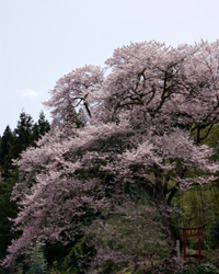 しだれ桜