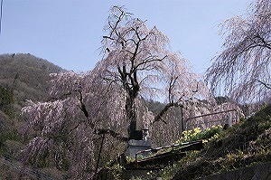 中正寺のしだれ桜