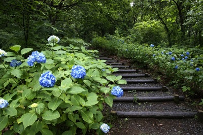 山道沿いに咲く青色のあじさい