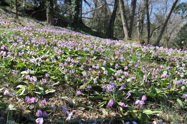 斜面一面に咲くカタクリの花