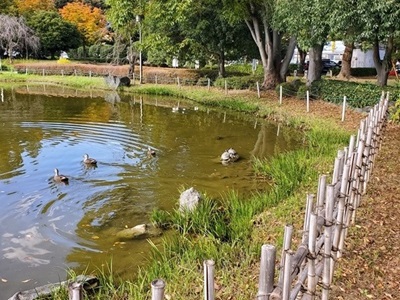 池を泳ぐカモ