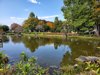 紅葉した公園の木々と池