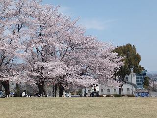 桜まつり