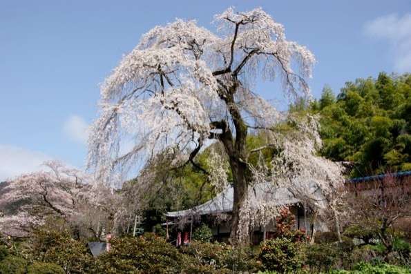 龍松寺のしだれ桜